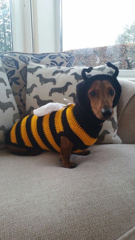 Dachshund Costumes, Dog Fits, Dachshund Costume, Cute Dog Costumes, Dog Costumes Funny, Daschund Puppies, Crochet Dog Clothes, Stylecraft Special Dk, Small Dog Coats