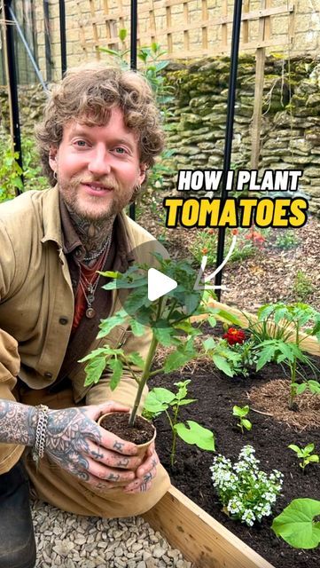 Jamie Walton | Nettles & Petals on Instagram: "How I Plant Tomatoes! 🍅🌱

It’s an exciting day! I can finally plant my tomatoes and the many companion plants I interplant with them, now the last chance of frost has passed 😊🙌🏻

To get started, I measure out the bed and space my tomatoes at 45cm apart and dig a deep hole so I can add fresh compost underneath the plant as a little pocket of fertility. 🪱

I then water the hole to ensure the plants are well watered to minimise transplant shock, and tie a large loop in some strong garden twine which I place underneath the root ball of the plant so that it anchors it in place. ⚓️🌱

I remove any lower leaves from the plant to avoid them coming into contact with the soils surface, as I’ll be planting it deep to promote a stronger root system. Training Tomato Plants, Companion Planting With Tomatoes, How To Plant Tomatoes Raised Beds, Container Tomatoes Growing, Tomato Plant Spacing, How To Plant Tomatoes In The Ground, Transplanting Tomato Plants, Tomato Plant Aesthetic, How To Trim Tomato Plants