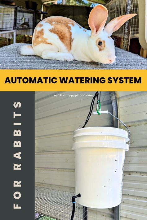 DIY Automatic Watering System For Rabbits – 5 gallon bucket feeds to multiple cages for easy watering. Rabbit Watering System, Rabbit Waterer, Raising Meat Rabbits, Keeping Rabbits, Rabbit Breeding, Three Rabbits, Rabbit Water Bottle, Raising Rabbits For Meat, Chinchilla Rabbit