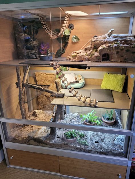 Bearded Dragon Set Up Ideas, Lizard Set Up, Lizard Tank Set Up, Bearded Dragon Cages Ideas, Dragon Terrarium, Beardie Tank, Reptile House Ideas, Bearded Dragon Ideas, Bearded Dragons Habitat