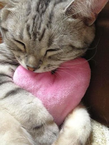 <3 Image Chat, Cat Boarding, Cat Sleeping, Cat Person, Cute Cats And Kittens, Cute Kittens, Crazy Cat, Sweet Animals, Cats Meow