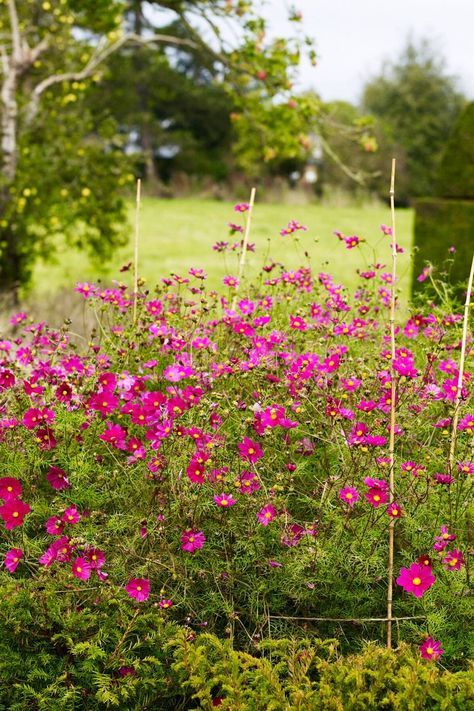 Wardington Manor - Bridget Elworthy, The Land Gardeners Home | House & Garden Budget Garden Ideas, English Flower Garden, Garden Landscaping Ideas, Growing Cut Flowers, Pink Cosmos, Landscaping Ideas On A Budget, Backyard Garden Layout, Budget Garden, Cosmos Flowers