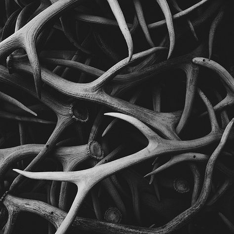 Antler @amanda Greiner Artemis Aesthetic, Elf Rogue, The Grisha Trilogy, Oh Deer, Greek Gods, Natural History, Black And White Photography, Antlers, Poster Art