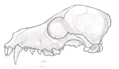 Drawings Of Animal Skulls, Wolf Bones Drawing, Animals Skull Drawing, Drawing Bones Sketches, Wolf Skull Drawing Reference, Wolf Skull Sketch, Skull Drawing Animal, Animal Bone Drawing, Animal Skull Drawing Reference