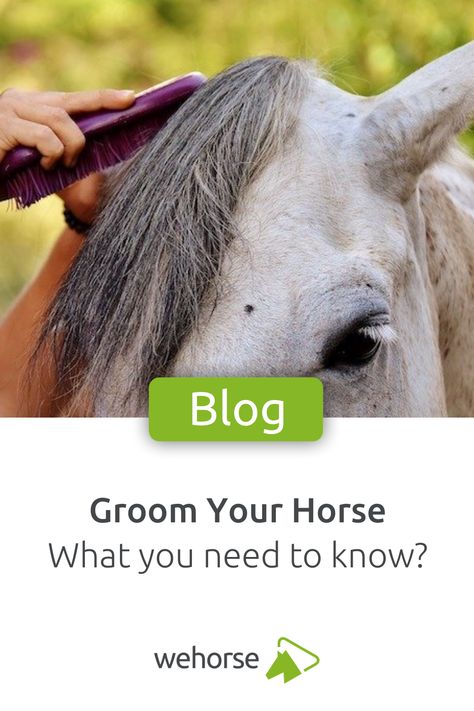 Grooming your horse is not only crucial for his well being but is also a great way to strenghten your partnership. Here is what you should know! #wehorse #grooming #horsecare #horsehealth #horsegrooming #equestrian #horses Equestrian Horses, Dead Hair, Horse Grooming, Mane N Tail, Horse Health, Horse Care, Well Being, Mammals, Equestrian