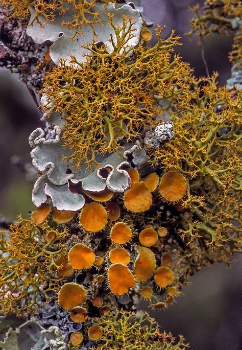 Natural Forms Gcse Photography, Moss Under Microscope, Moss Texture Drawing, Organic Forms In Nature, Biomorphic Pattern, Texture In Nature, Pattern In Nature, Plants In Nature, Macro Nature Photography