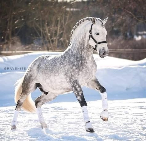 Dapple Grey Horses, Horses In Snow, Grey Horses, Cute Horse Pictures, Horse Reference, Horse Videos, Grey Horse, Horse Diy, Dream Horse