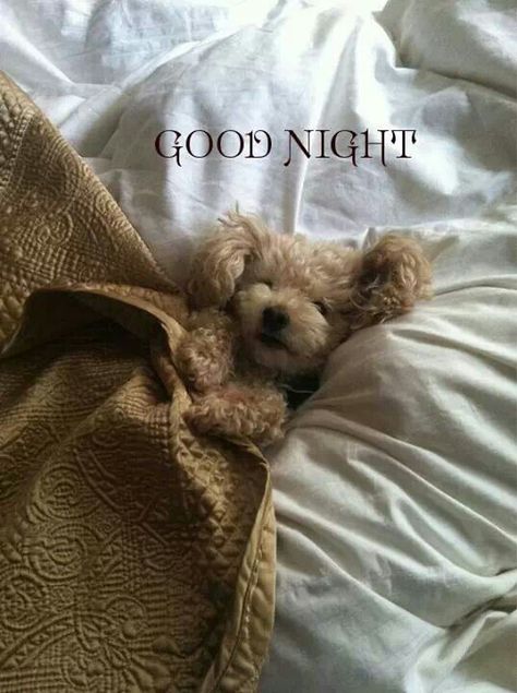 Good night Animal Love, Love Animals, Adorable Animals, Too Cute, Puppy Love, Make Me Smile, Cute Puppies, Fur Babies, Baby Animals