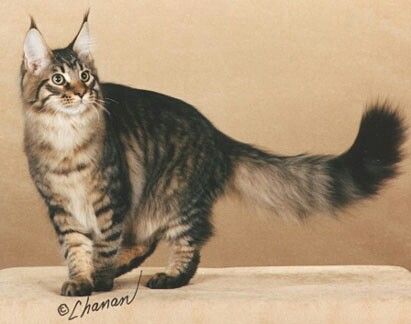 Brown Maine Coon with mackerel tabby patterning Mackerel Tabby Cat, Tabby Cat Markings, Brown Mackerel Tabby Cat, Long Hair Tabby Cat Gray, Creepy Cat, Long Hair Orange Tabby Cat, Munchkin Cat, Cat Model, Cat Reference