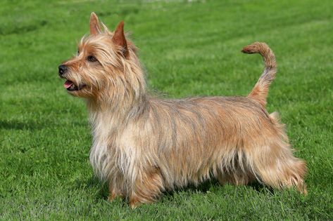 The brave, hardy, smart Australian Terrier is known for being a loyal little guard dog who is up for anything. Australian Terrier Puppies, Best Small Dog Breeds, Family Dogs Breeds, Best Small Dogs, Australian Terrier, Norwich Terrier, Silky Terrier, Terrier Breeds, Dog Facts