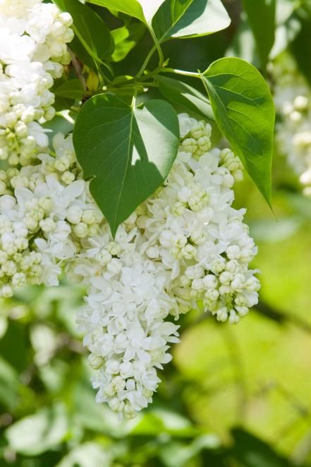 White Lilac Tree, Lilac Varieties, Lilac Cottage, Lilac Plant, Syringa Vulgaris, French Lilac, Hgtv Garden, Lilac Bushes, Lilac Tree