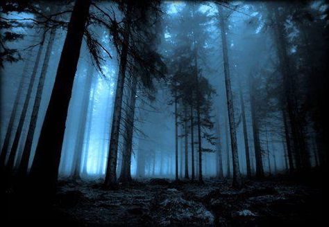 low angle, hazy blue light Dark Naturalism, Mystical Forest, Blue Forest, Tall Trees, Dark Photography, Dark Forest, Nature Aesthetic, Pics Art, Nature Pictures