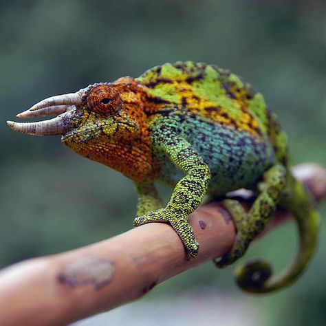 Jackson's Chameleon Jackson Chameleon, Chameleon Lizard, Cute Reptiles, Interesting Animals, Unusual Animals, Weird Creatures, Futurama, Reptiles And Amphibians, Weird Animals