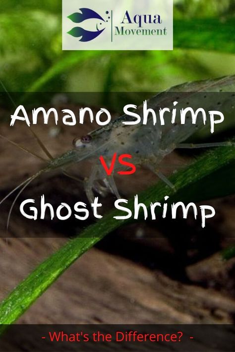 In this comprehensive article, we will review all the major differences and similarities between the ghost shrimp and the amano shrimp, and thereby hopefully settle the great amano shrimp vs ghost shrimp debate. Shrimp Aquarium, Freshwater Shrimp, Ghost Shrimp, Amano Shrimp, Male Vs Female, Fish Garden, Shrimp Tank, Dead Fish, Freshwater Aquarium Fish