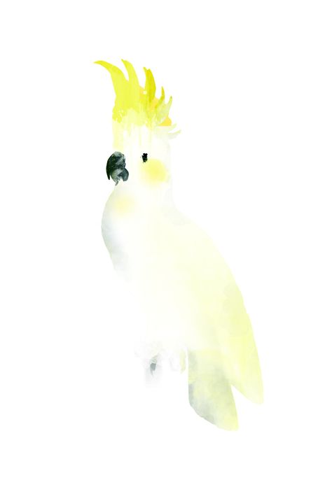 Watercolour Cockatoo, Cockatoo Watercolor, Watercolour Birds, Colored Water, Watercolour Ideas, Watercolor Birds, Birds Art, Watercolour Inspiration, Australian Birds