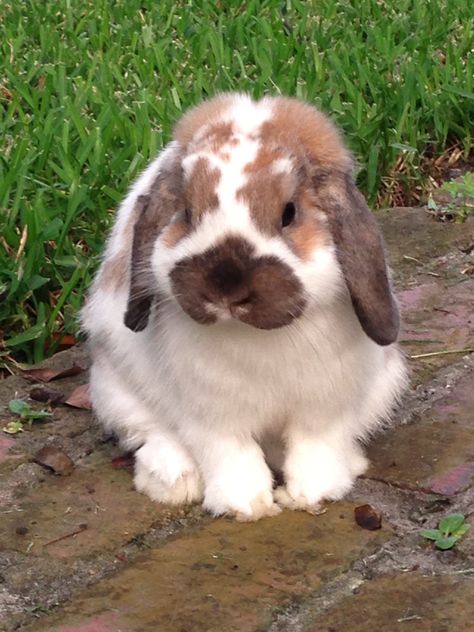 Henry ... Our Holland Lop bunny. Pictures Of Rabbits, Holland Lop Bunny, Holland Lop Bunnies, Lop Bunny, Cutest Bunny Ever, Henry Holland, Rabbit Pictures, Cute Bunny Pictures, Holland Lop