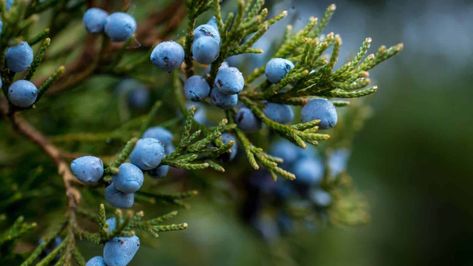 32 Best Evergreen Shrubs to Grow for Your Landscaping Benefits Of Berries, Juniperus Communis, Juniper Tree, Juniper Berries, Juniper Berry, Evergreen Shrubs, Candles Crafts, Nature Garden, Pine Tree