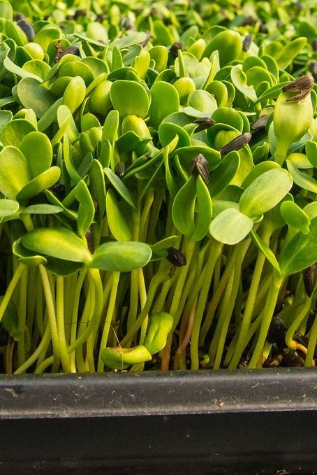 Sunflower microgreens: they sprout quickly, grow fast, taste delicious and nutty, mix well with almost anything, and are a joy to watch grow! If there is one type of microgreen you absolutely have to try, Sunflower is the GOAT 🌱🐐 Sunflower Sprouts, Microgreens Food Photography, Basil Microgreens, Microgreens Vs Sprouts, Sunflower Microgreens, Sprouts And Microgreens, Growing Microgreens, Sprouting Seeds, Alphabet Crafts