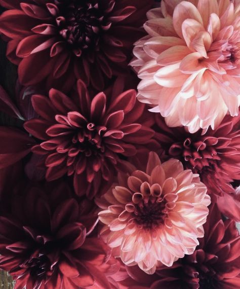 Burgundy And Pink Aesthetic, Dusty Red Aesthetic, Pink And Maroon Wedding, Mulberry Flowers, Red Widget, 2025 Style, Burgundy Aesthetic, Calm Place, Box Room