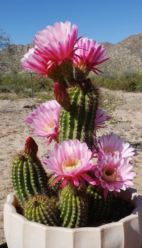 Desert Plants Landscaping, Cactus Garden Design, Cacti Flowers, Mini Cactus Garden, Patio Flower Pots, Patio Flowers, Blooming Cactus, Cactus Painting, Desert Flowers