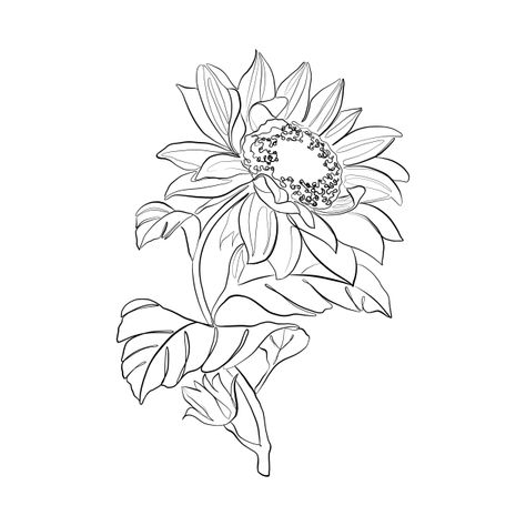 Sunflower Outline Drawing Simple, Sunflower Line Tattoo, Tattoos Poppy, Fine Line Sunflower, Sunflower Line Drawing, Painting A Sunflower, Sunflower Tattoo Stencil, Line Art Sunflower, Sunflower Line Art