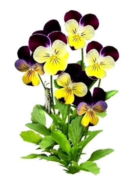 Johnny Jump Up Flowers Tattoo, Johnny Jump Up Tattoo, Johnny Jump Up Flowers, Pansy Tattoo, Flowers Bucket, Johnny Jump Up, Viola Flower, Beauty Flowers, Pansies Flowers