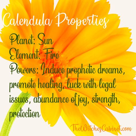 Learn the calendula magical properties and start using in your magical practice! Marigold Magical Properties, Calendula Magical Properties, Calamus Root Magical Properties, Calendula Magic, Orange Magical Properties, Abundance Jar, Alter Inspiration, Witchy Plants, Magick Herbs