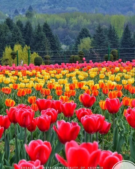 1,041 Likes, 5 Comments - beauty_of_kashmir(official)🔵 (@beauty_of_kashmir) on Instagram: “Beautiful view of tulip garden . . Photo @beauty_of_kashmir . . . #beauty_of_Kashmir #kashmir…” Kashmir Flowers, Kashmir Photos, Tulsi Plant, Tulip Garden, Kashmir India, Butterfly Wallpaper Backgrounds, Tulip Festival, Tulips Garden, Office Floor