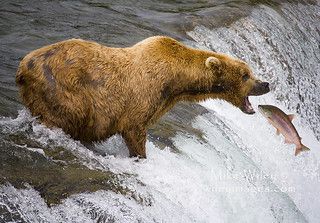 Grizzly Bear catching fish at Katmai National Park, Alaska… | Flickr Bear Catching Fish, Bear Catching Salmon, Bear Fishing, Baby Panda Bears, Travel Alaska, Katmai National Park, Grizzly Bears, Bear Pictures, Catching Fish