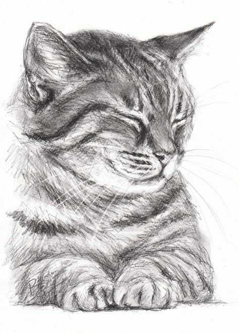 Cats Art Drawing, Cat Sketch, Cool Pencil Drawings, 강아지 그림, Seni Dan Kraf, Easy Drawings Sketches, Arte Sketchbook, Pencil Art Drawings, Art Drawings Sketches Creative