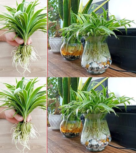 La plante qui purifie l'air : Voici comment profiter des bienfaits de la plante araignée 1 Huge Planters, Water Plants Indoor, Recycled Christmas Tree, Home Decor Idea, Garden Terrarium, House Plants Decor, Easy Plants, Spider Plants, Diy Home Decor Bedroom