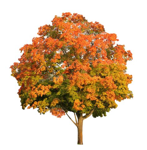 Treemaplefall. Sugar maple tree in the fall isolated on white, clipping path inc , #Ad, #tree, #fall, #maple, #Treemaplefall, #Sugar #ad Sugar Maple Tree, Texas Trees, Leaf Images, Sugar Maple, Maple Tree, Tat Ideas, Best Website, Free Clipart, Autumn Trees