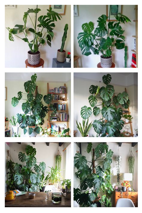 Click through to see how my favourite Monstera has grown with me over the last 5 years... alongside my growing + care observations. Hope you enjoy! Monstera In Bathroom, Monstera Indoor, Fair Garden, Big Indoor Plants, Monstera Plant Care, Human Scale, Indoor Oasis, Growing Garden, Houseplant Care