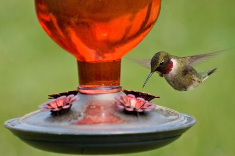 Woman Shares the Hidden Danger of Glass Hummingbird Feeders Homemade Hummingbird Nectar, Homemade Hummingbird Food, Hummingbird Food, Hummingbird Nectar, Glass Hummingbird Feeders, Blackberry Farms, Plastic Alternatives, Glass Hummingbird, Hummingbird Feeder