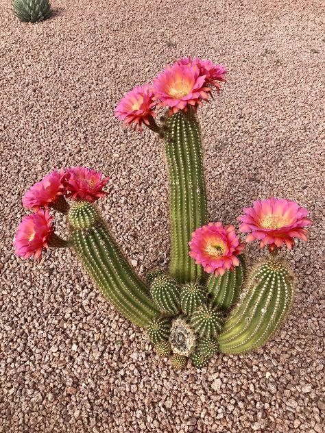 Southwestern Plants, Cactus With Pink Flower, Mexican Plants, Arizona Flowers, Arizona Flower, Cactus Pictures, Flower Cactus, Cactus Rose, Flowering Cactus