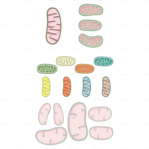 Mitochondria Tattoo, Mitochondria Drawing, Data Visualization, Design Inspo, I Tattoo, Tattoo Ideas, Tattoos, Hair, Quick Saves