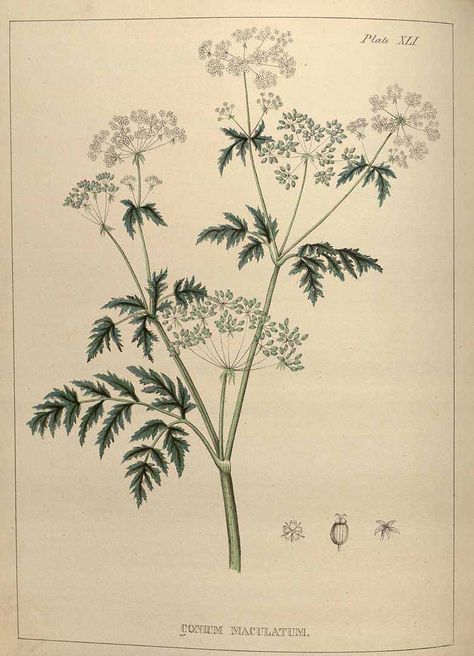 Hemlock Botanical Illustration, Hemlock Tattoo Poison, Hemlock Flower Tattoo, Water Hemlock Drawing, Poison Hemlock Drawing, Poison Hemlock Tattoo, Hemlock Illustration, Hemlock Drawing, Hemlock Poison