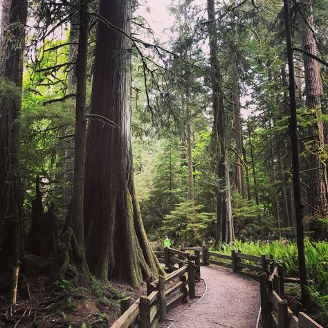 Cathedral Grove, Vancouver Island Cathedral Grove Vancouver Island, Vancouver Island Aesthetic, Cathedral Grove, Catching Butterflies, Island Aesthetic, Butterfly Books, Wedding Moodboard, Wedding Mood Board, Vancouver Island