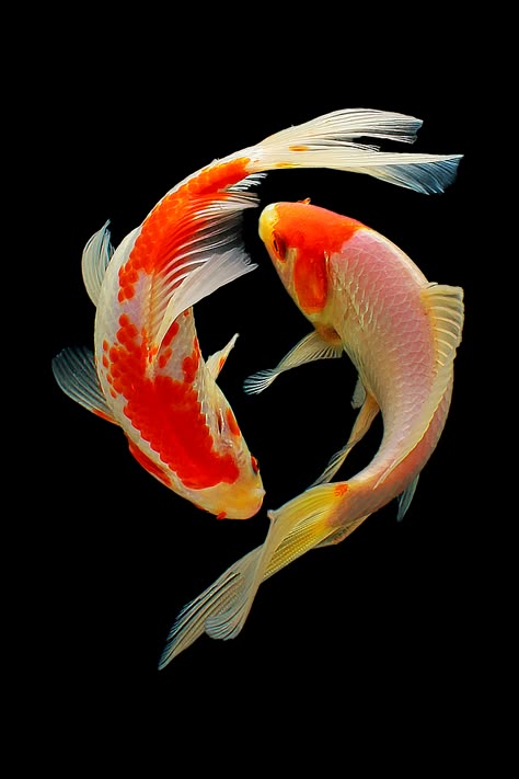 Koi Fish Photography, Karp Koi, Ikan Air Tawar, Koi Painting, Koi Fish Drawing, Animal Background, Koi Art, Fish Drawing, Carpe Koi