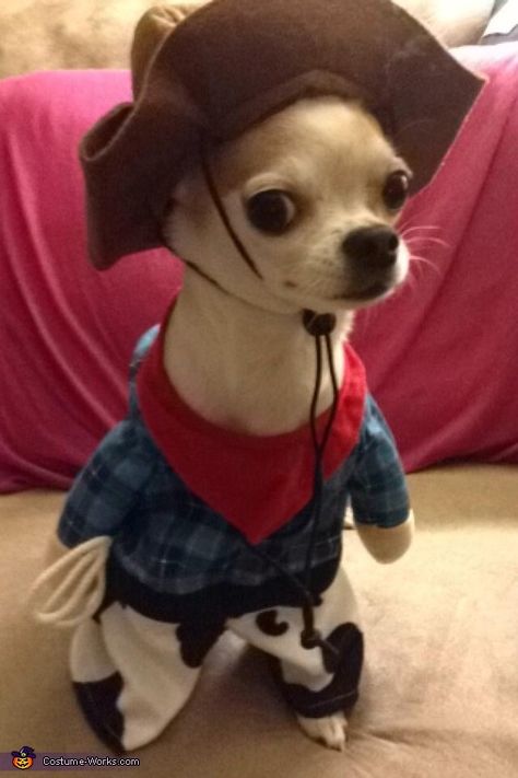 Brittany: Chico, a 5 1/2 pound Chihuahua in his not so favorite cowboy costume. Chihuahua Halloween Costumes Diy, Funny Chihuahua Pictures, Chihuahua Costumes Halloween, Chihuahua Halloween Costumes, Dog Costumes Chihuahua, Halloween Costumes For Chihuahuas, Chihuahua In Clothes, Chihuahua Costumes, Affordable Halloween Costumes