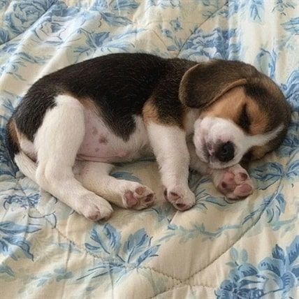 I'm So Tried, Baby Beagle, Pocket Beagle, Beagle Puppies, Cute Beagles, Super Cute Puppies, Puppies And Kitties, Basset Hounds