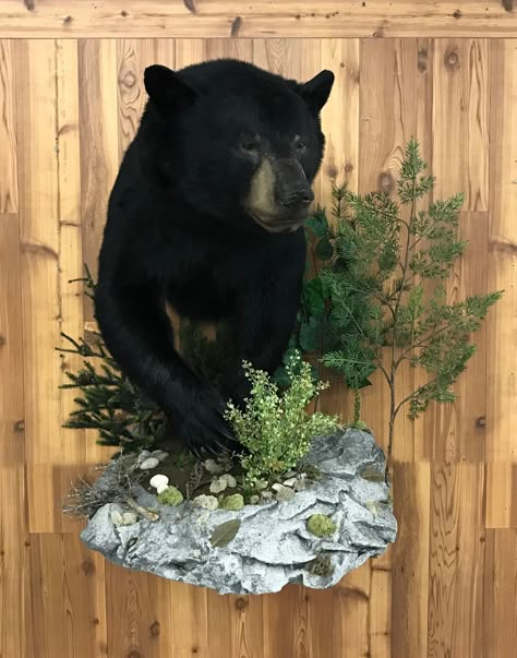 Bear Taxidermy Half Lifesize Mounted by Wisconsin's premier bear taxidermy studio. Black Bear Mounts, Bear Taxidermy, Taxidermy Fox, Hunting Shack, Deer Hunting Decor, Duck Mount, Bear Mounts, Taxidermy Decor, Hunting Tattoos