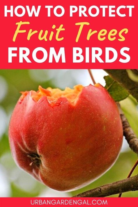 Fruit tree bird repellents Fruit Tree Fertilizer, Orchard Planning, Peach Tree Care, Fruit Trees Garden Design, Mini Orchard, Backyard Fruit Trees, Fruit Trees Backyard, Farm Orchard, Grafting Fruit Trees