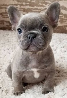 French Bulldog, Bulldog