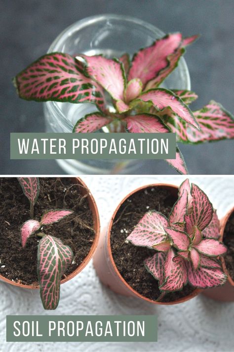 The popular Fittonia (also commonly known as nerve plant) is mostly appreciated for its spectacular colors and pattern, as well as its small size. But did you know that this diminutive houseplant is also very easy to multiply? Propagating Fittonia is the perfect way to expand your own collection or to obtain free plants to give away. Nerve Plant Propagation, Fittonia Propagation, Fittonia Plant, Nerve Plant, Plants Indoor, Indoor Jungle, Free Plants, Propagating Plants, House Plants Indoor