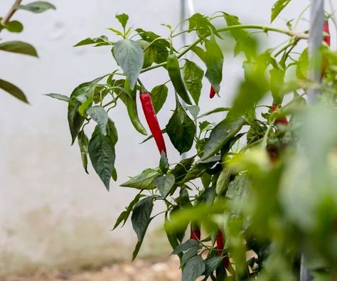 How and when to prune pepper plants for the biggest harvests | Interior Design Advice, Pepper Plants, Design Advice, Patio Ideas, Shopping Hacks, Patio Garden, This Is Us, Home And Garden, Patio