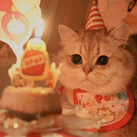 Happy Birthday Kitten, Iphone Wallpaper Violet, Happy Birthday Cat, Tuna Cakes, Birthday Vibes, Kitten Birthday, Cute Birthday Pictures, Happy Gif, Cat Birthday Party