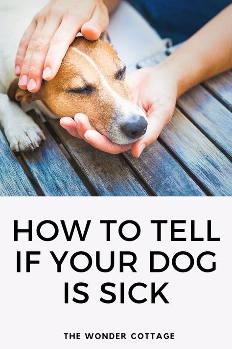 Symptoms to tell if your dog is sick Sick Dog Symptoms, Dog Sick, Dog Cold, Normal Body Temperature, Dog Sounds, Dog Things, Cold Symptoms, Sick Dog, Cold Home Remedies