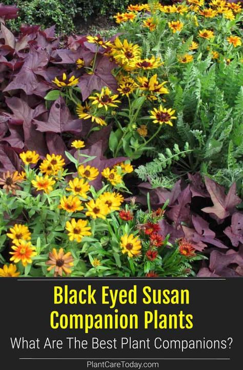 Blackeyed Susans Landscaping, Black Eyed Susan Flower Bed, Black Eyed Susan In Containers, Blackeyed Susans Flowers Landscaping, How To Plant Black Eyed Susans, Landscaping With Black Eyed Susans, Black Eyed Susan Garden Ideas, What To Plant With Black Eyed Susans, Black Eyed Susan Vine Ideas