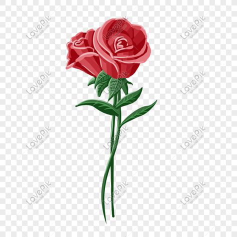 Bear Bears, Valentine Png, Red Rose Flower, Flower Illustration, Rose Flower, Red Roses, Paintings, Flowers, Red